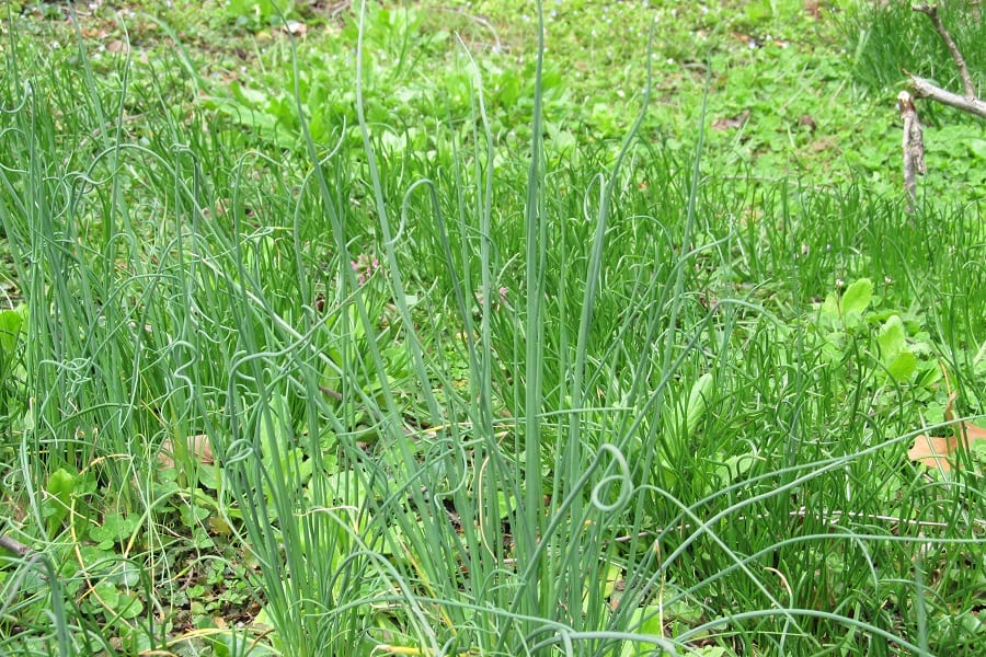 Garlic Weeds in your lawn