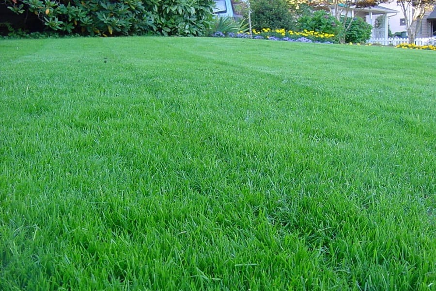 Best Grass for Your Lawn? (Compare 8 Plus Grass Types) 3