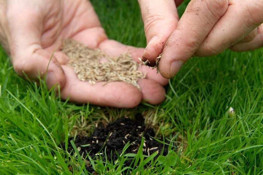 Lawn Seeding: The Ultimate Guide