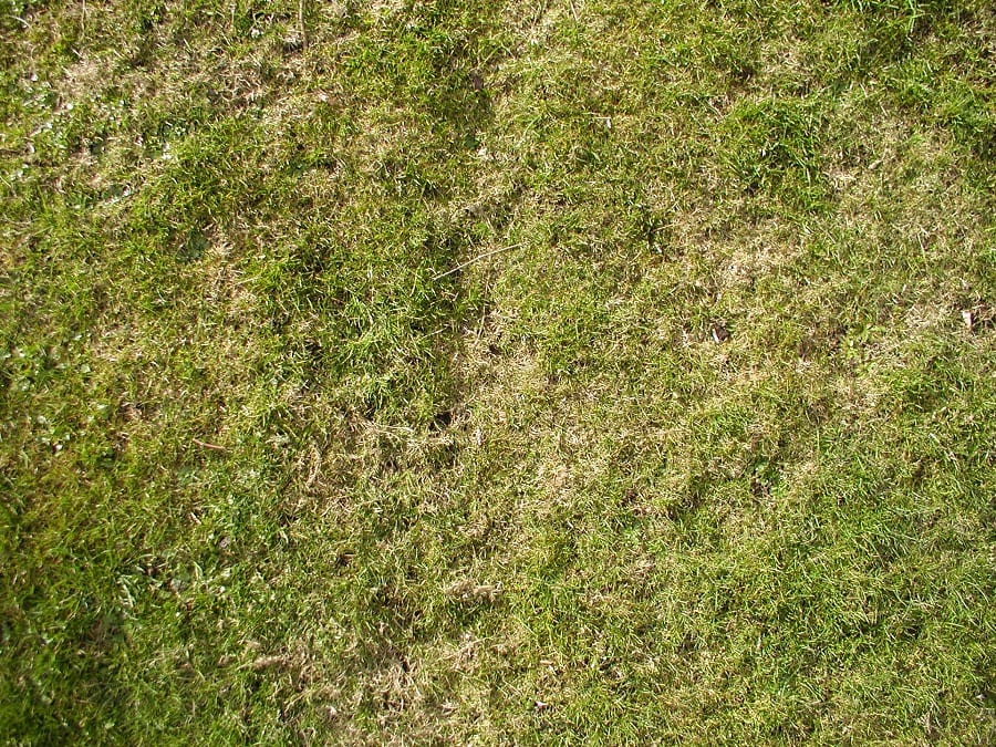 lawn with moss