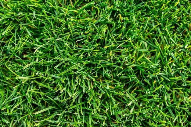 How To Keep Your Lawn Green After Mowing