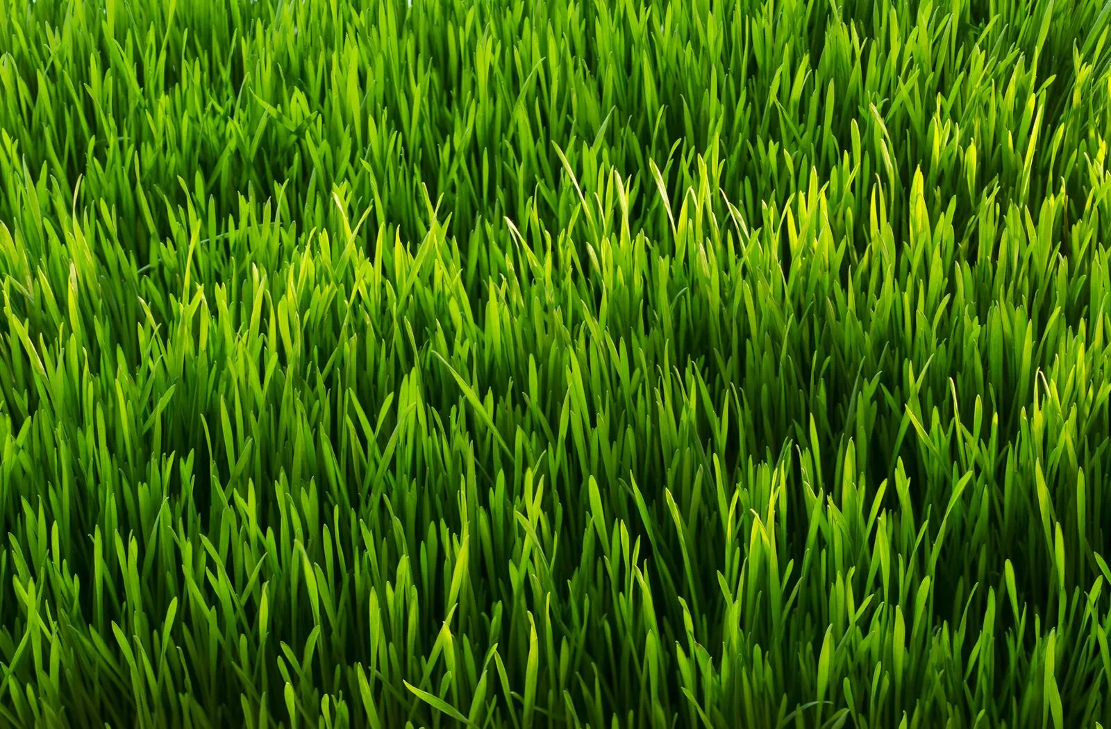 What Determines The Perfect Grass Cutting Height