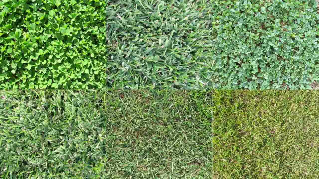 What Determines The Perfect Grass Cutting Height