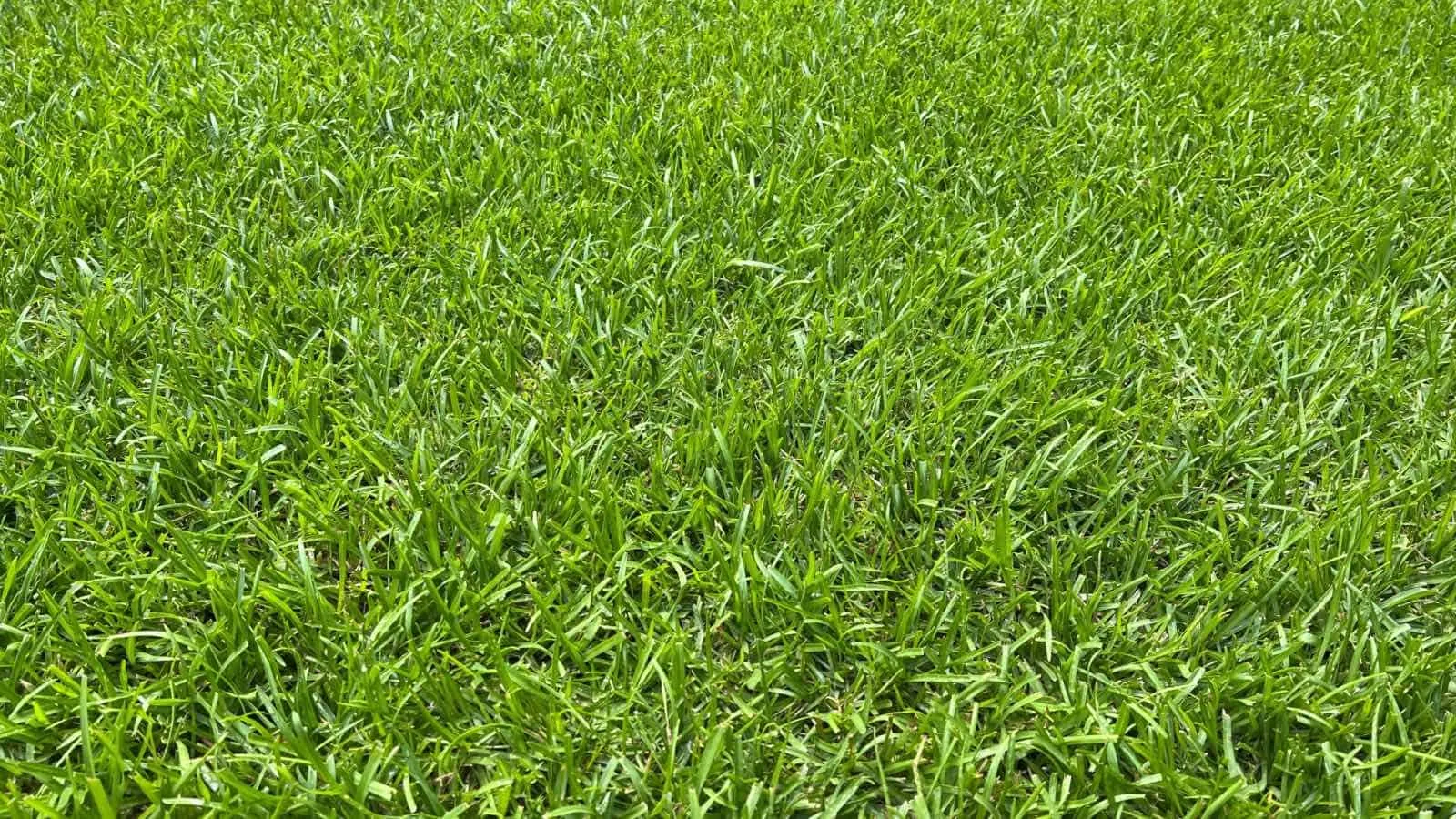 What Determines The Perfect Grass Cutting Height