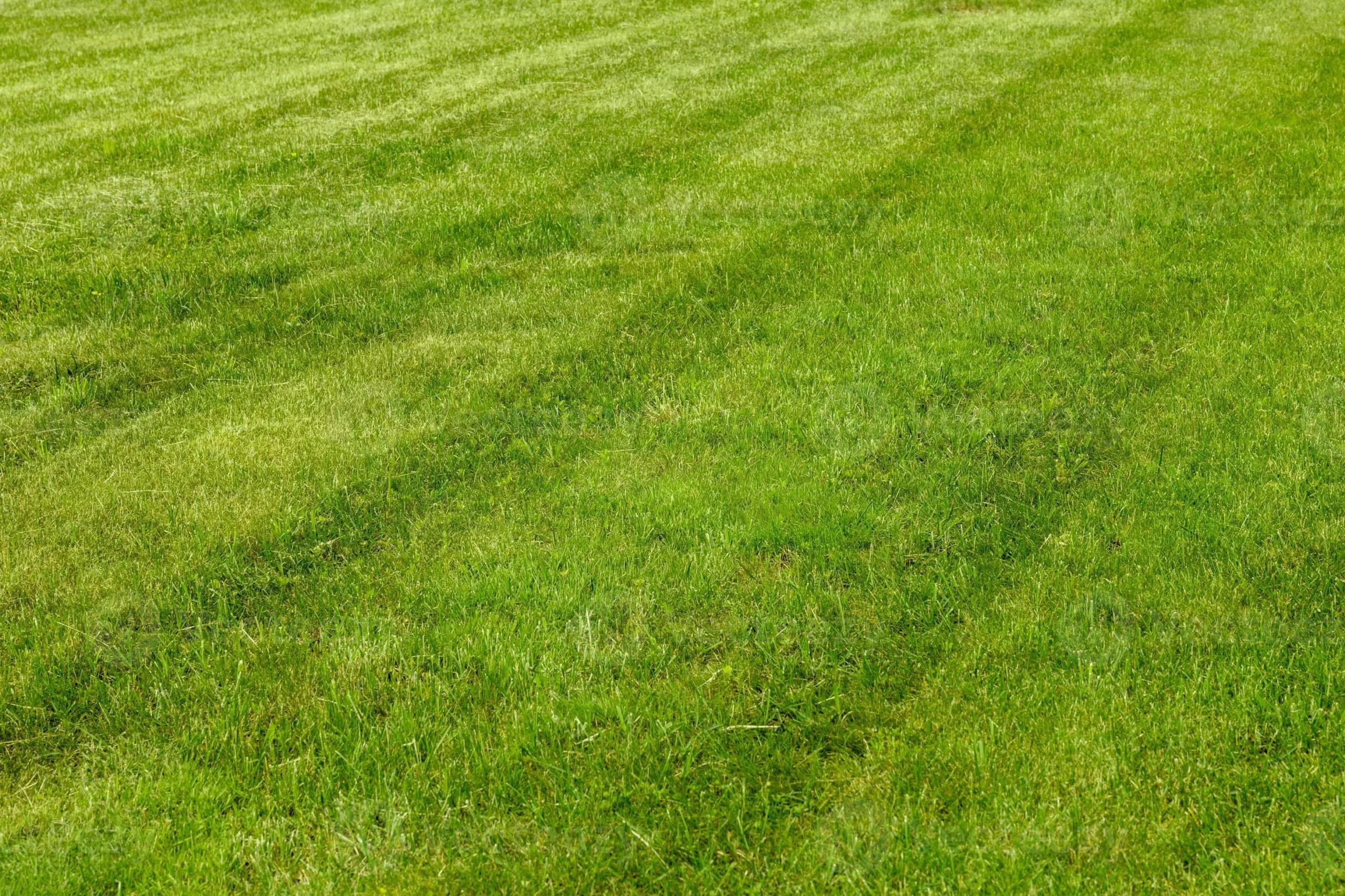 How To Keep Your Lawn Green After Mowing