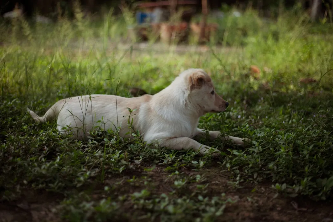 pet safe lawn care products