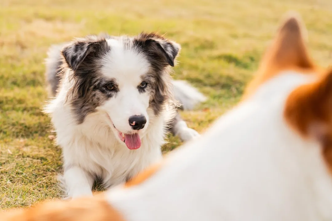 pet safe lawn care products