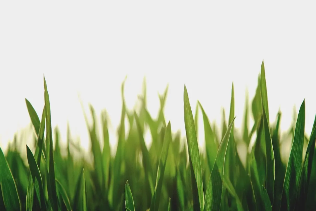 how to take care of lawn
