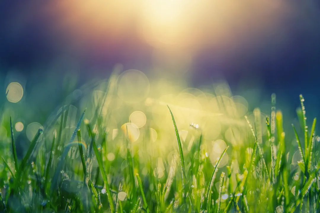 lawn care tips for spring