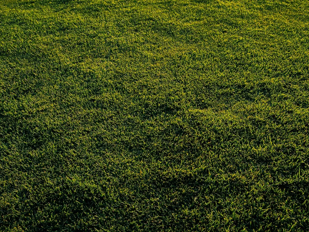 lawn care for st augustine grass
