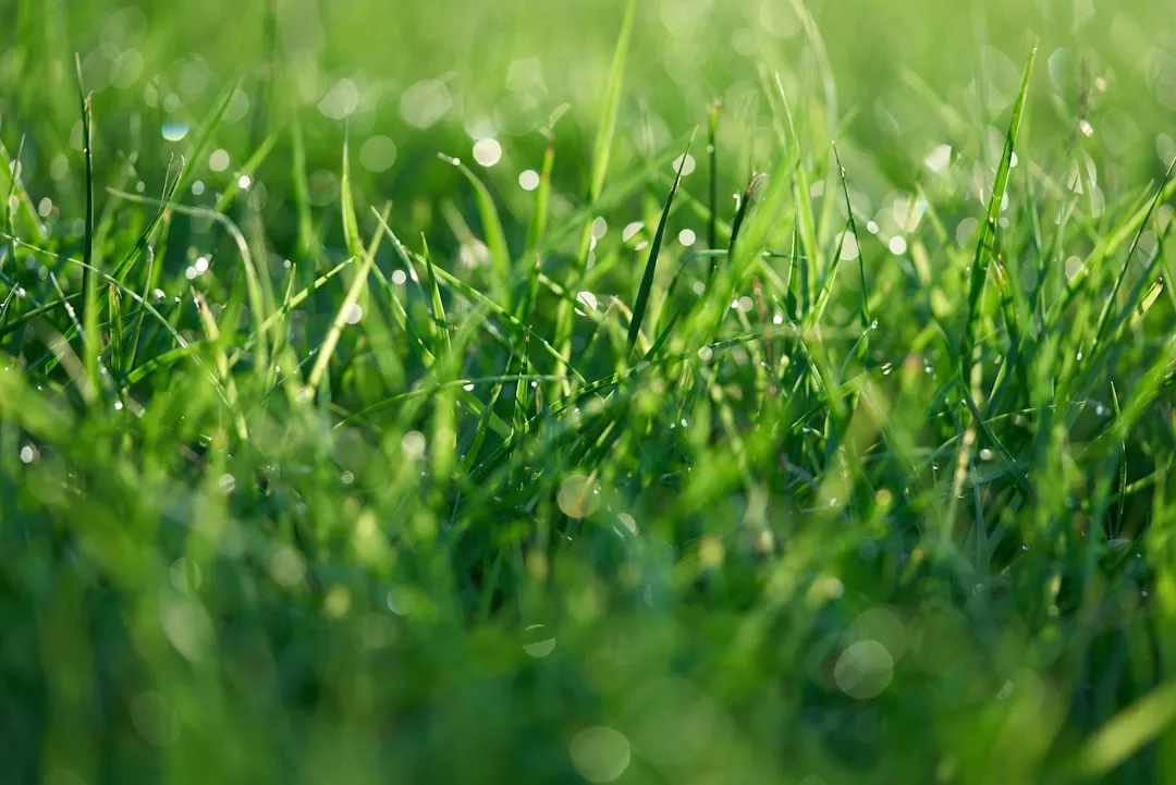 lawn care pre-emergent weed control