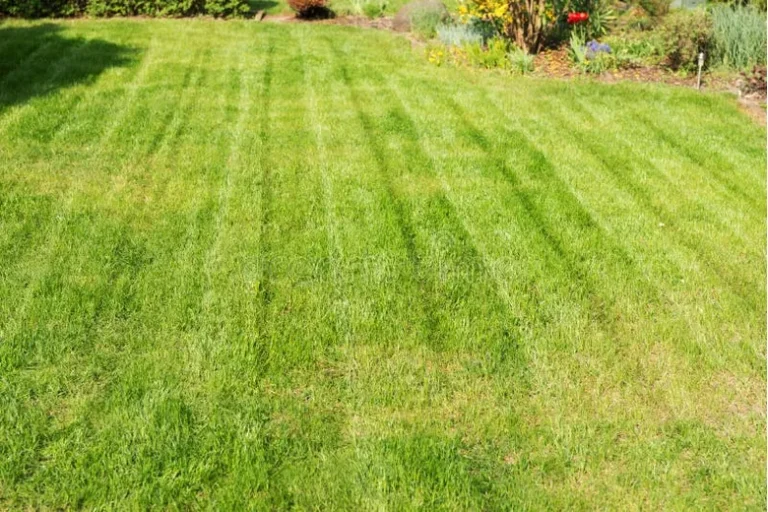 How to Mow Your Lawn for Better Results