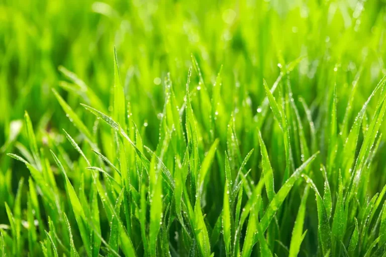 What Determines the Perfect Grass Cutting Height