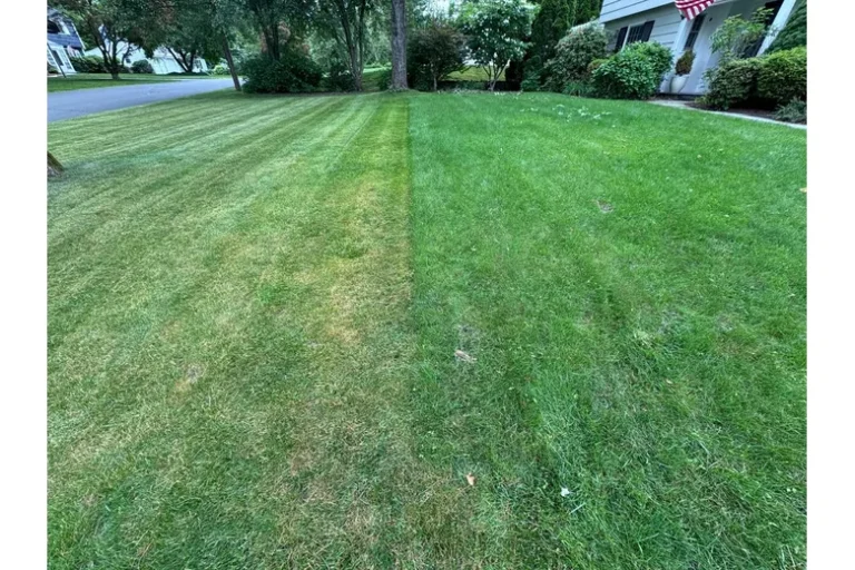 What Makes Grass Grow Better After Mowing