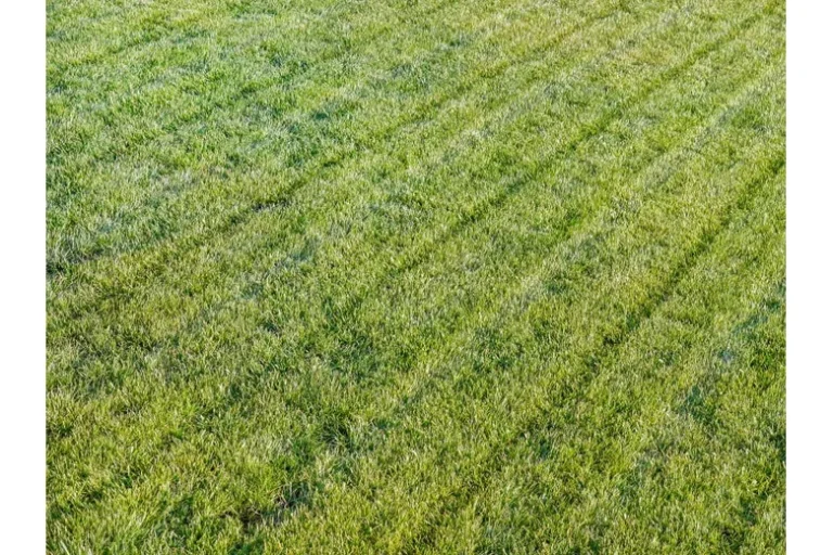 How to Keep Your Lawn Green After Mowing