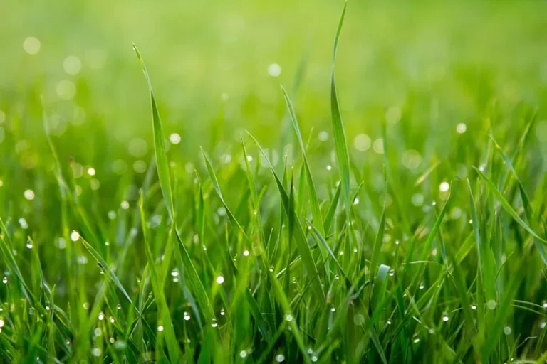How to Care Lawn Grass
