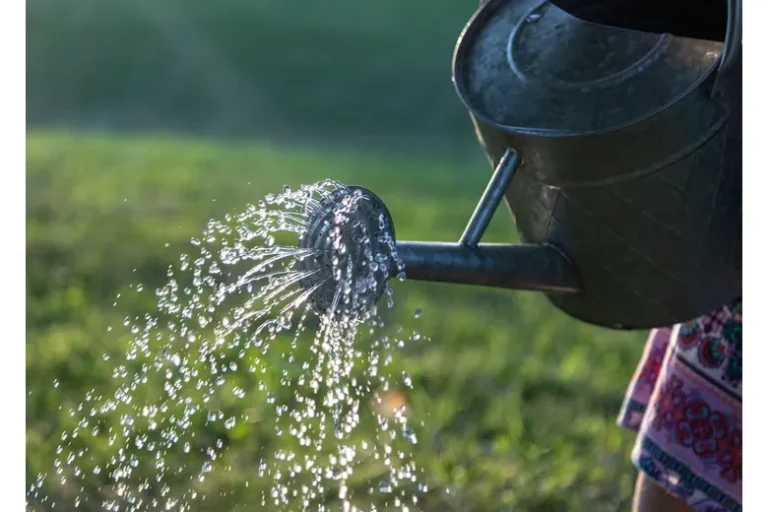How to Care for Your Lawn
