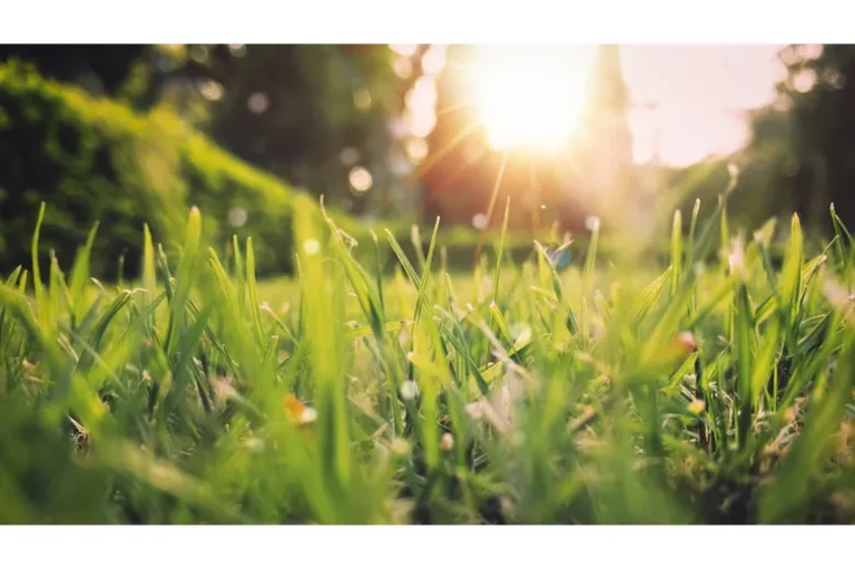 Lawn Care Tips for Spring