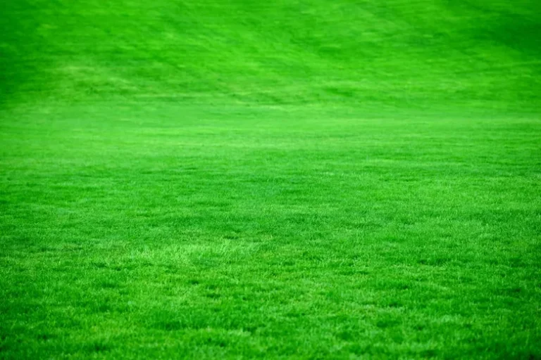Lawn Care for St Augustine Grass